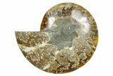 Cut & Polished Ammonite Fossil (Half) - Madagascar #364845-1